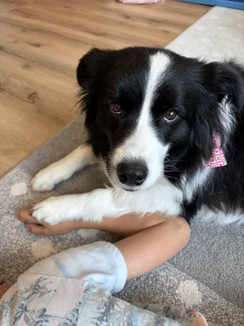 Therapiehund Border Collie mit Kind in der Ergotherapie-Praxis Horgen